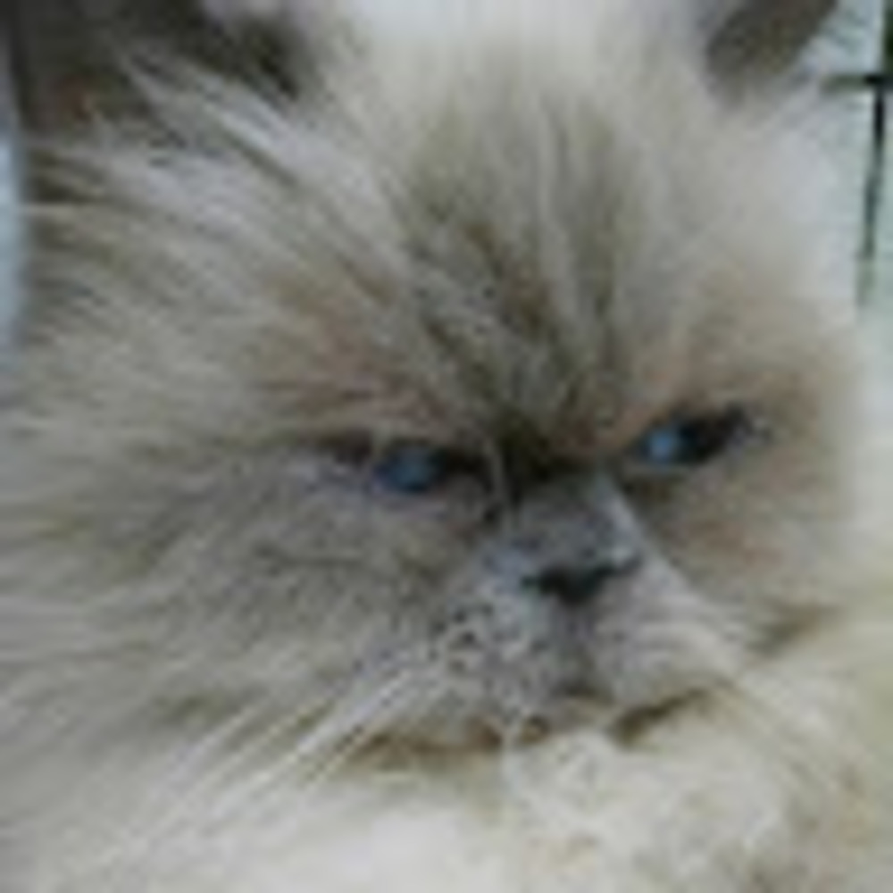 Meet your Posher, Candy